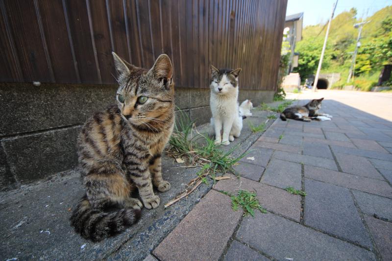 猫叫版苹果铃声苹果手机铃声下载免费